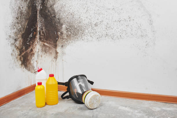 Best Bathroom Mold Remediation in Rensselaer, NY