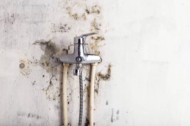 Best Residential Mold Remediation in Rensselaer, NY