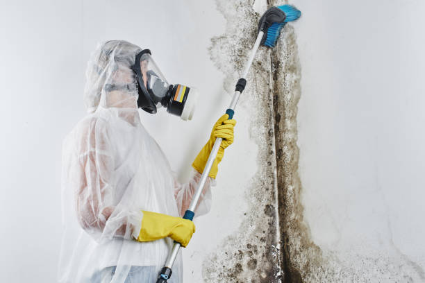 Best HVAC Mold Remediation in Rensselaer, NY