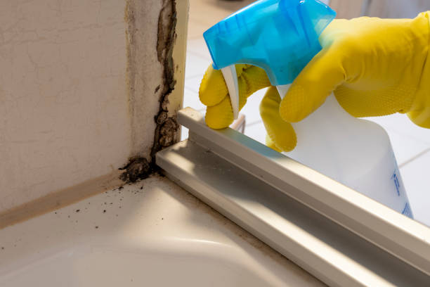 Best Bathroom Mold Remediation in Rensselaer, NY