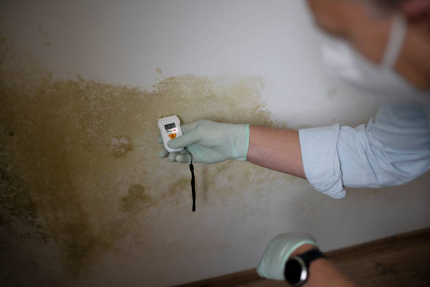Professional Mold Remediation in Rensselaer, NY