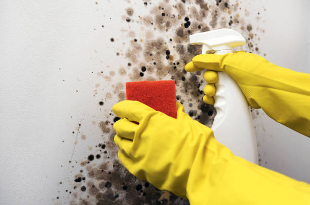 Best Attic Mold Remediation in Rensselaer, NY
