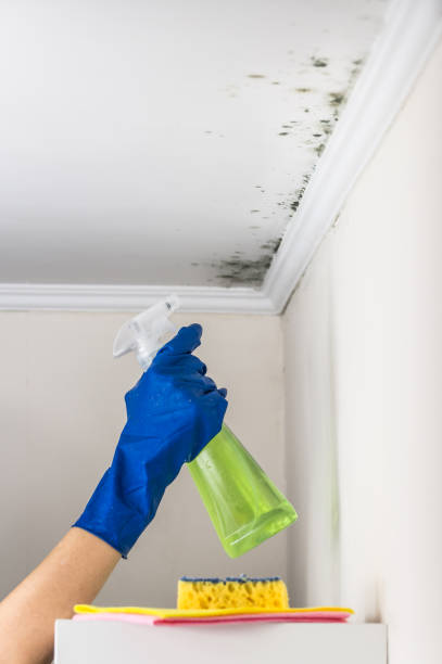 Best White Mold Remediation in Rensselaer, NY